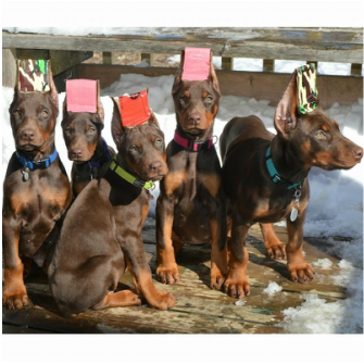 do dobermans ears stand all the time